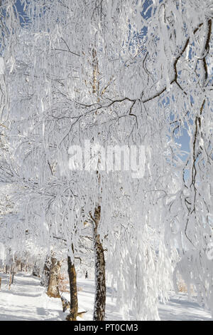 Eine Reihe von Bäumen, Avenue im Winter, mit Eis, Schnee und blauem Himmel Stockfoto