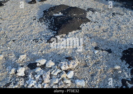 Strände der Insel Oahu Hwaii USA Stockfoto