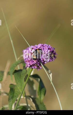 Biene auf einer Blüte bestäubt. Stockfoto