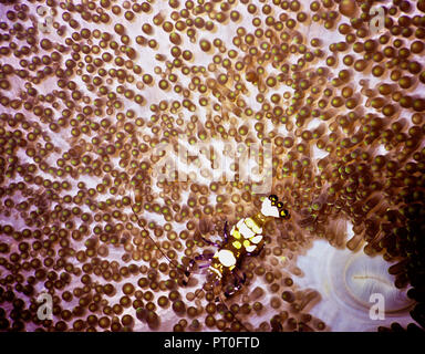 Dieser Teppich Anemone der Arten Stichodactyla mertensii hat zahlreiche kleine stechenden Tentakeln. Es nutzt Ihnen eine Falle zu winzigen Tieren, die dann in den zentralen Mund übertragen werden (siehe rechts unten). Wie Anemonen sind häufig symbiotisch, bewohnt von einer oder mehreren weißen Fleck Garnelen (Periclimenes brevicarpalis: 3 cms.). Die Garnelen werden immun gegen die nematozysten in den Tentakeln und kann die Anemone mit einem Element der Schutz bieten, im Austausch für ein relativ sicherer Ort zum Leben. Sie kommen auch durch die Leckerbissen der Beute, wie es in den Mund des Anemone gedrückt wird. Ägyptischen Roten Meer. Stockfoto