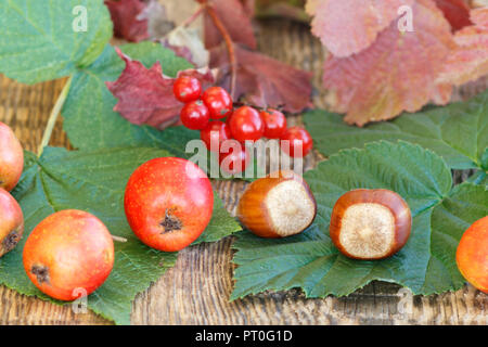 Herbst Stillleben mit Früchten von Weißdorn, Haselnüsse, Zweigniederlassung der Viburnum, grüne und rote Blätter auf Holzplatten Stockfoto