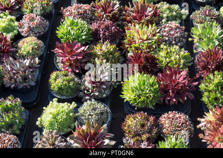 Verschiedene Sorten abwechslungsreiche Sukkulente Sempervivum Pflanzen Sempervivum Pflanzen in Töpfen Ausstellungsstücke zum Verkauf im Blumenausstellung Gartenzentrum Großbritannien Stockfoto