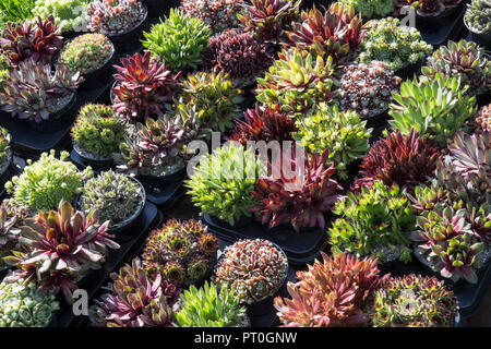 Verschiedene Sorten abwechslungsreiche Sukkulente Sempervivum Pflanzen Sempervivum Pflanzen in Töpfen Ausstellungsstücke zum Verkauf im Blumenausstellung Gartenzentrum Großbritannien Stockfoto