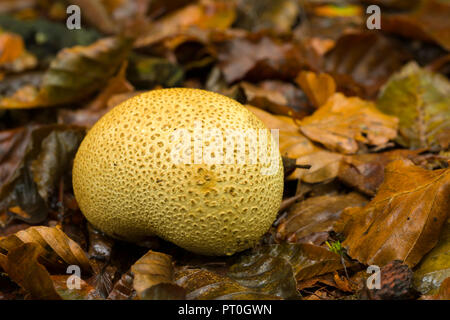 Gemeinsame Earthball (scleroderma Citrinum) Pilze im Beacon Hill Holz in der Mendip Hills in Somerset, England. Auch als Pigskin Poison Puffball bekannt. Stockfoto