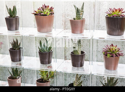 Plexiglas Boxen anzeigen eine Sammlung von Sukkulenten wachsen in Keramik Blumentöpfe, Sempervivum, Aloe" Paradisicum', zu Hause, zu wachsen, zu Abend essen, entspannen, RHS Ma Stockfoto