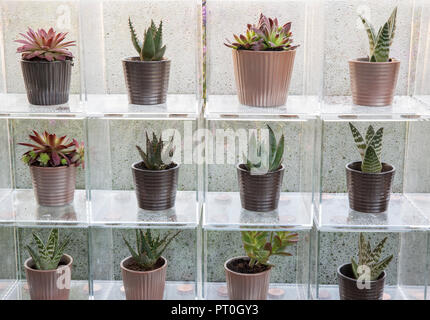 Plexiglas Boxen anzeigen eine Sammlung von Sukkulenten wachsen in Keramik Blumentöpfe, Sempervivum, Aloe" Paradisicum', zu Hause, zu wachsen, zu Abend essen, entspannen, RHS Ma Stockfoto