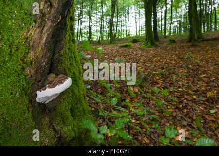 Südliche Halterung (Ganoderma australe) Pilz auf den Stamm einer Buche im Beacon Hill Holz in der Mendip Hills in Somerset, England. Stockfoto