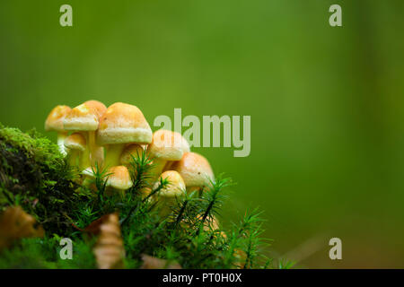 Ein Cluster von unreifen Schwefel Büschel (Hypholoma fasciculare) Pilze im Beacon Hill Wood in der Mendip Hills in Somerset, England. Auch als Cluster Woodlover bekannt. Stockfoto