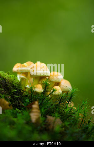 Ein Cluster von unreifen Schwefel Büschel (Hypholoma fasciculare) Pilze im Beacon Hill Wood in der Mendip Hills in Somerset, England. Auch als Cluster Woodlover bekannt. Stockfoto