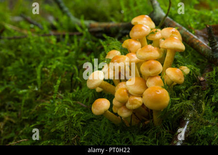 Ein Cluster von unreifen Schwefel Büschel (Hypholoma fasciculare) Pilze an Stockhill Holz in der Mendip Hills in Somerset, England. Auch als Cluster Woodlover bekannt. Stockfoto