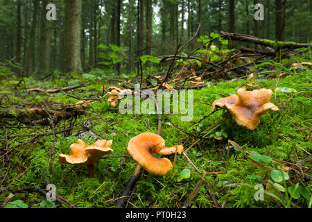 Falsche Pfifferlinge (Hygrophoropsis aurantiaca) Pilz auf dem Waldboden. Stockhill Holz, Somerset, England. Stockfoto