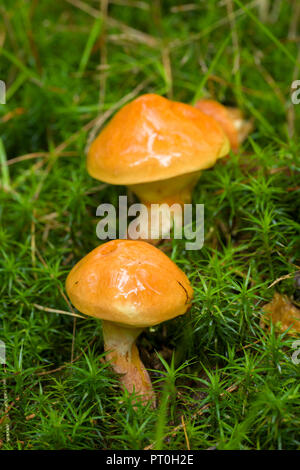 Lärche Bolete (Suillus grevillei) Pilze. Stockhill Holz, Somerset, England. Stockfoto