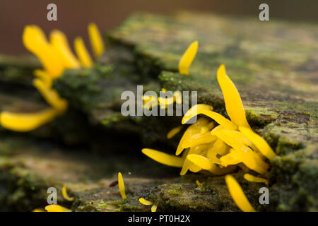 Kleine Stagshorn (Calocera viscosa) Gelee Pilz wächst auf einem Verrottung im Wald anmelden. Stockhill Holz, SSomerset, England. Stockfoto