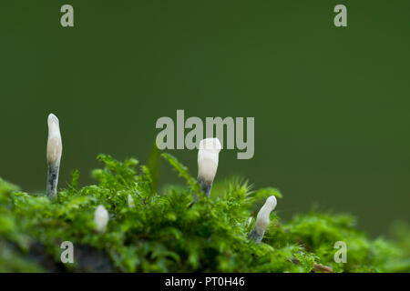 Candlesnuff Pilz (Xylaria hypoxylon). Auch als Co2-geweih oder Hirsche Horn Pilz bekannt. Stockhill Holz, Somerset, England. Stockfoto