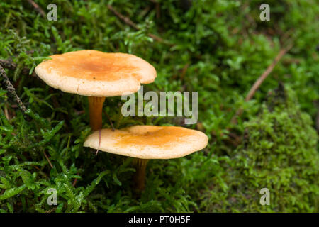 Falsche Pfifferlinge (Hygrophoropsis aurantiaca) Pilze in Stockhill Holz, Somerset, England. Stockfoto