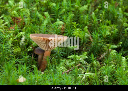 Birke (Lactarius Milkcap tabidus) Pilze unter Moos in Stockhill Holz, Somerset, England. Stockfoto