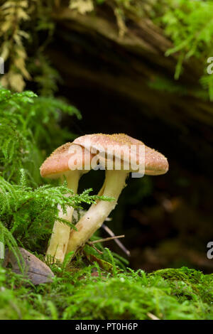 Unreife Honig Pilz (Armillaria Mellea) Pilze wachsen auf einer Verrottung im Wald anmelden. Goblin Combe, North Somerset, England. Stockfoto