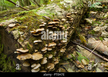 Peeling Oysterling (crepidotus Mollis) Pilze wachsen auf einem Verrottenden log in einem Sommergrünen Wäldern. Goblin Combe, North Somerset, England. Stockfoto