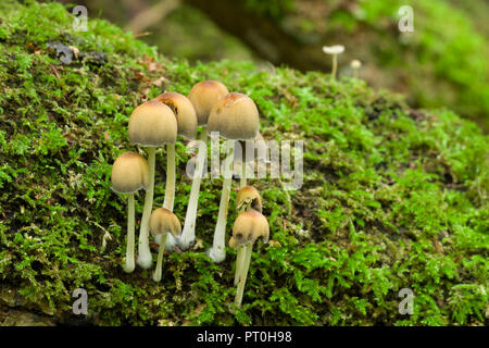 Eine Truppe von glitzernden Inkcap (Coprinellus micaceus) Pilze wachsen auf ein Moos bedeckt im Wald anmelden. Goblin Combe, North Somerset, England. Stockfoto