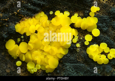 Zitrone Disco (Bisporella citrina) Pilz wächst auf einem Baumstamm in einer laubwechselnden Waldlandschaft. Auch Gelb Fairy Cups bekannt. Goblin Combe, North Somerset, England. Stockfoto