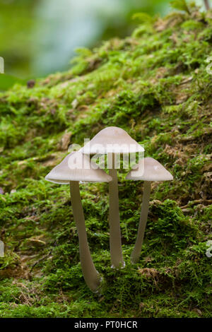 Eine Truppe von gemeinsamen Motorhaube (Mycena galericulata) Pilze auf einem anmelden. Goblin Combe, North Somerset, England. Stockfoto