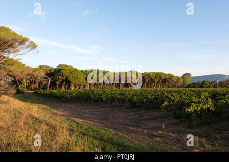 Weinberg in der Morgendämmerung, Puget Sur Argens, Provence, Frankreich. Stockfoto