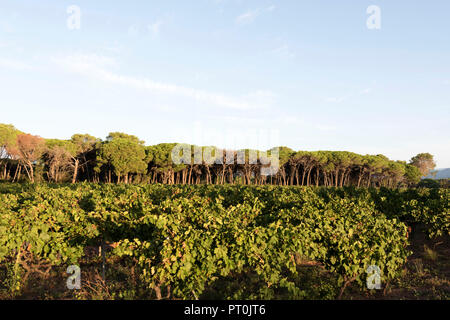 Weinberg in der Morgendämmerung, Puget-sur-Argens Provence, Frankreich. Stockfoto