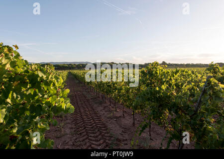 Weinberg in der Morgendämmerung, Puget-sur-Argens Provence, Frankreich. Stockfoto