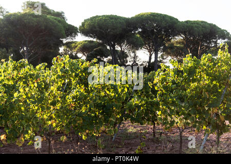 Weinberg, Puget-sur-Argens Var Frankreich. Stockfoto