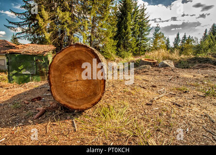 Großen schnitt Baum auf dem Boden in die Berge Stockfoto