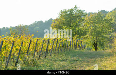 Zeile der Reben in der Lombardei Stockfoto