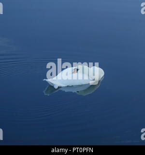 Höckerschwan schlafen beim Schwimmen auf dem Fluss Ax in Devon Stockfoto