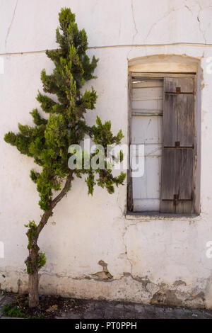 Fenster von einem alten, verlassenen Haus. Ohne Glas, Holz- Platten geschlossene Fenster. Kiefer wächst neben ihm auf dem Bürgersteig. Straße in der traditionellen Berg Stockfoto