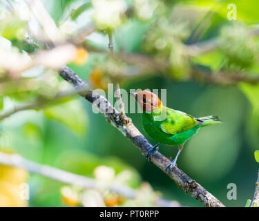 Farbenfrohes und helles Foto eines tropischen Bay-headed Tanagers auf einem Ast in einem Baum. Stockfoto