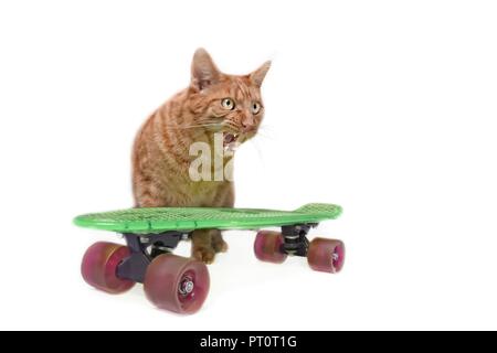 Angry ginger Cat seitwärts und Zischen, mit offenem Mund neben einem Skateboard. Stockfoto