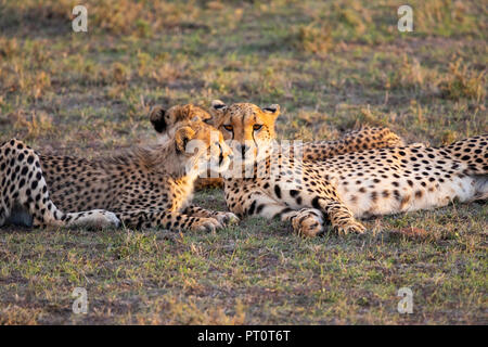 Masai Mara National Reserve, Kenia, Afrika: Gepard und Jungen liegen auf der Savanne in der Abendsonne am Naboisho Cons Stockfoto