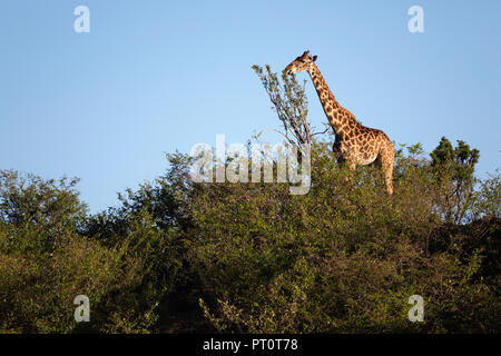 Masai Mara National Reserve, Kenia, Afrika: Giraffe essen Grün im Naboisho Conservancy Stockfoto