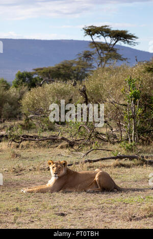 Masai Mara National Reserve, Kenia, Afrika - Löwin in der frühen Morgensonne mit afrikanischen Landschaft hinter Lügen in die Na Stockfoto