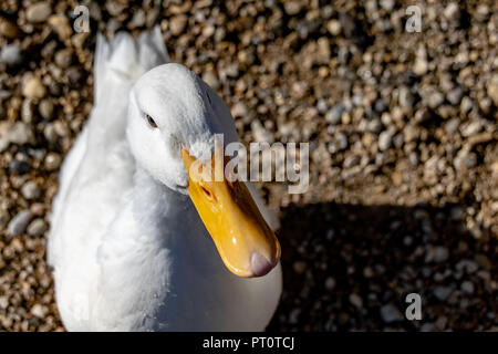 Hohen winkel Porträt einer amerikanischen Pekin Ente (Anas platyrhynchos domesticus) Stockfoto