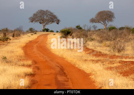 TSAVO OST NATIONALPARK, Kenia, Afrika: Red Dirt Road schlängelt sich durch die trockene Savanne mit Akazien auf Horizont am späten Nachmittag Sonne Stockfoto