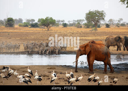 TSAVO OST NATIONALPARK, Kenia, Afrika: eine Herde von afrikanischen Elefanten und Zebras am Wasserloch auf der trockenen Savanne in afternoo Stockfoto