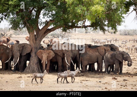 TSAVO OST NATIONALPARK, Kenia, Afrika - eine Herde von afrikanischen Elefanten Stellung unter dem Schatten eines Baumes auf der Savanne in aftern Stockfoto