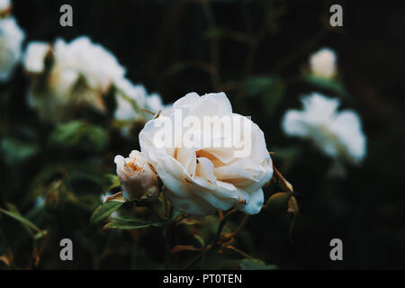 Eine Rose in die Wildnis. Stockfoto