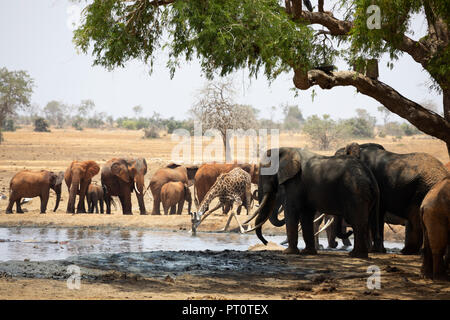 TSAVO OST NATIONALPARK, Kenia, Afrika: eine Herde von afrikanischen Elefanten und Giraffen an einem Wasserloch auf der trockenen Savanne in afte Stockfoto