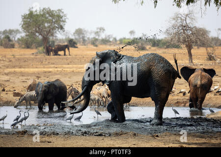 TSAVO OST NATIONALPARK, Kenia, Afrika: Ein afrikanischer Elefant Abkühlung an einem Wasserloch auf der trockenen Savanne in der nachmittagssonne Stockfoto