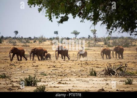 TSAVO OST NATIONALPARK, Kenia, Afrika: eine Parade der Afrikanischen Elefanten gehen über die trockene Savanne in der nachmittagssonne Stockfoto