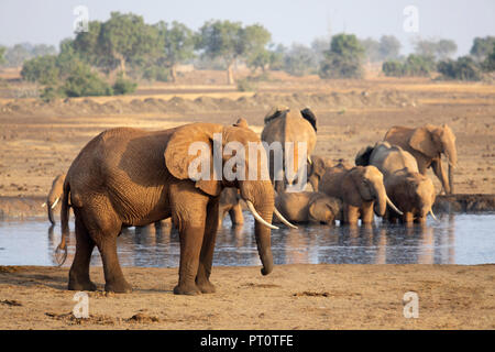 TSAVO OST NATIONALPARK, Kenia, Afrika: eine Herde von afrikanischen Elefanten am Wasserloch auf der trockenen Savanne in der nachmittagssonne Stockfoto