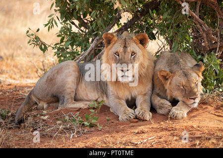 TSAVO OST NATIONALPARK, Kenia, Afrika - Februar 2018: Tsavo Löwen unter dem Schatten eines Busches am Abend ausruhen Stockfoto