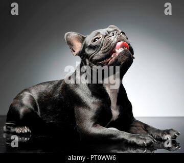 Französische Bulldogge suchen, um sich in der grauen Studio Stockfoto