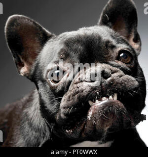 Französische Bulldogge portrait in Grau studio Stockfoto